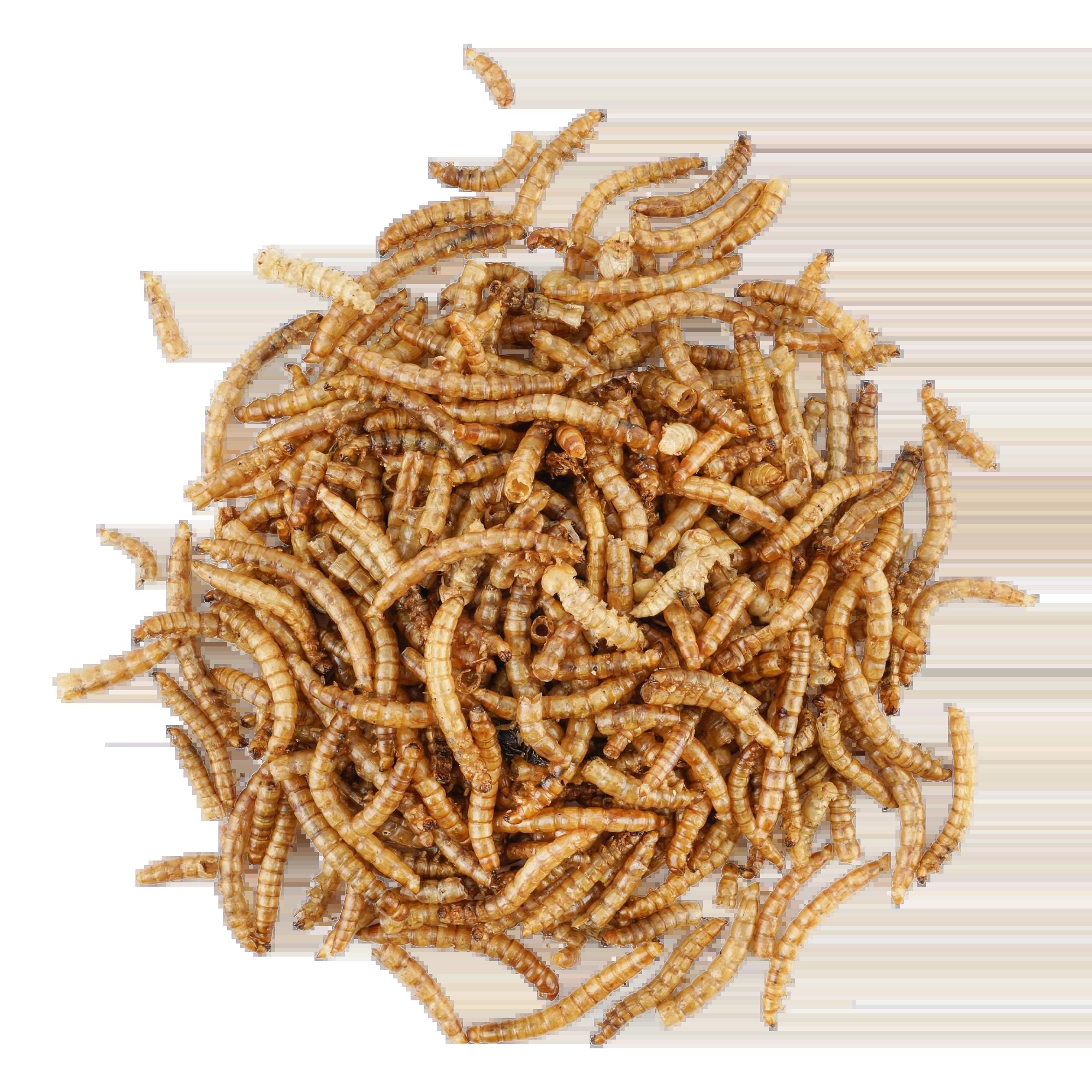 Wintercorn Mehlwürmer