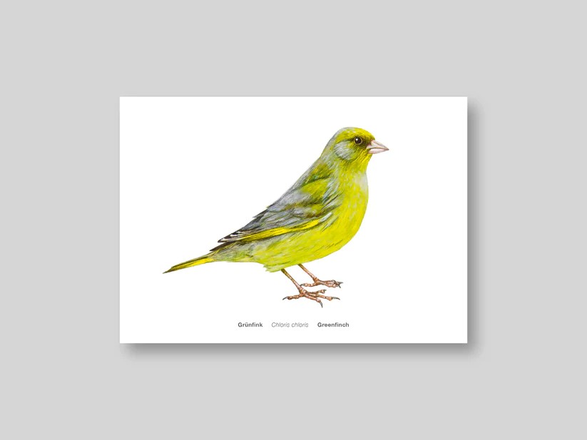 Postkarte Avichrom_gruen
