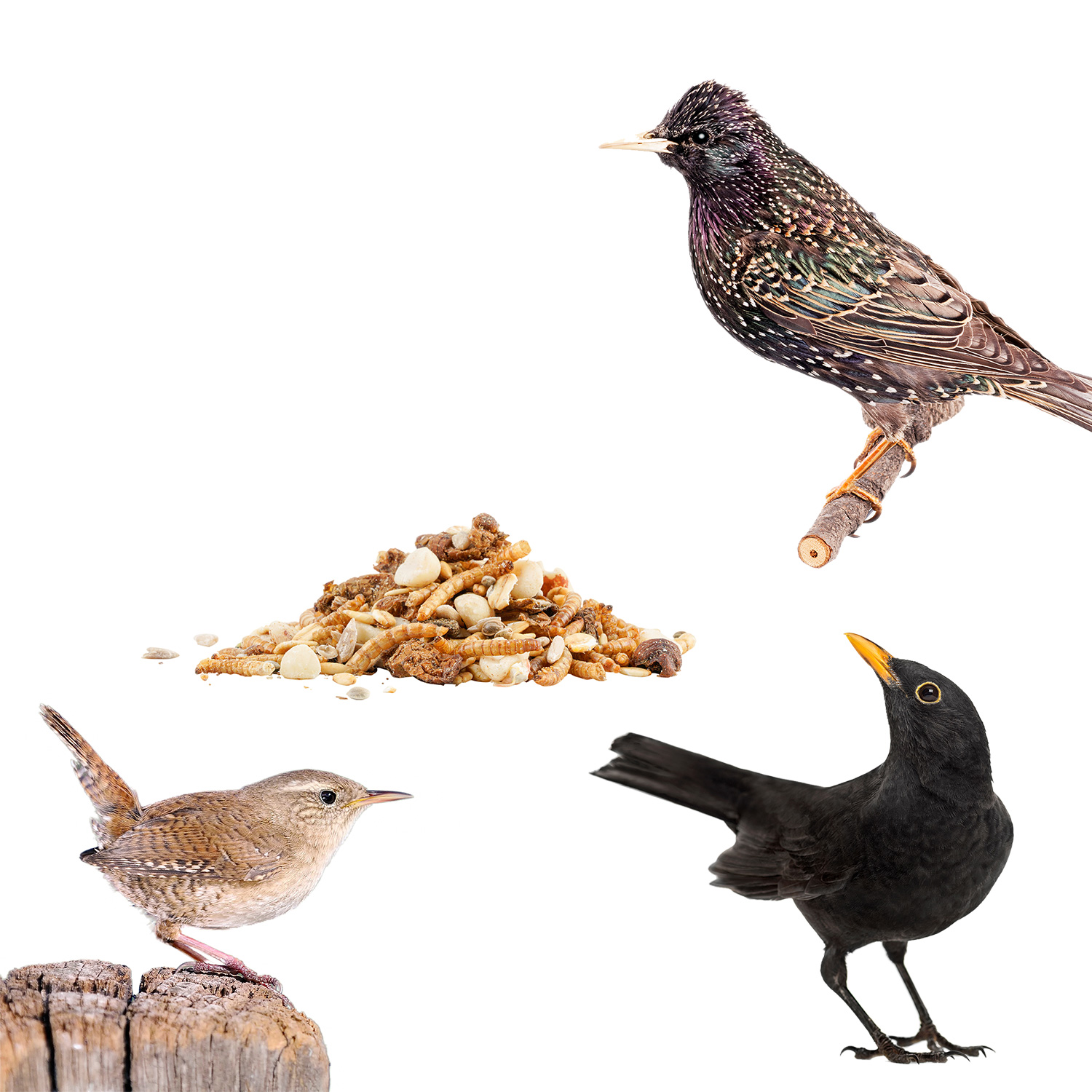 Drei Vögel und Mischfutter