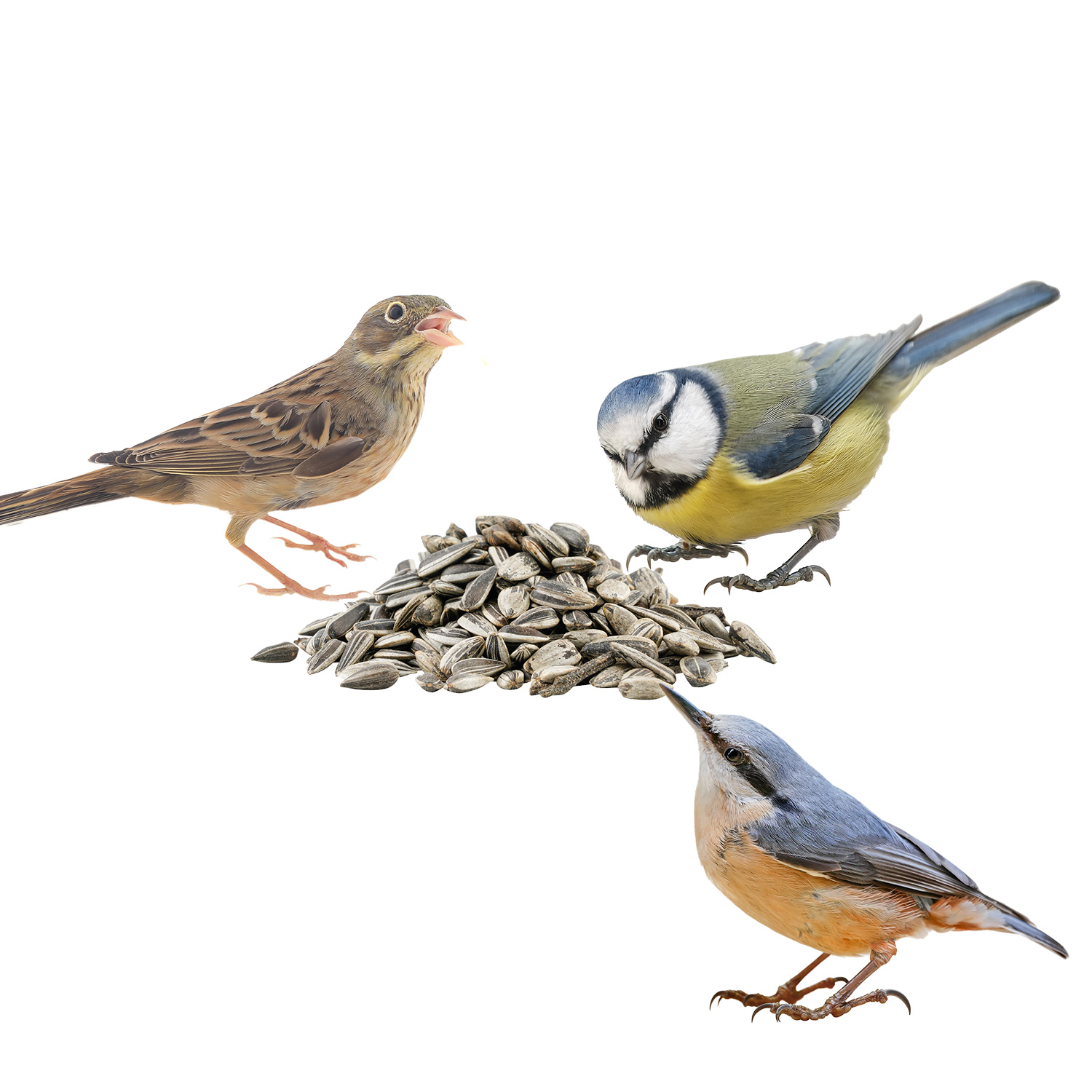 Drei Vögel und Sonnenblumenkerne gestreift