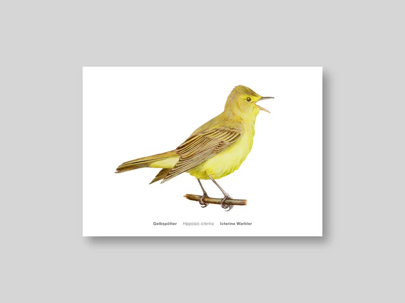 Postkarte Avichrom_gelb