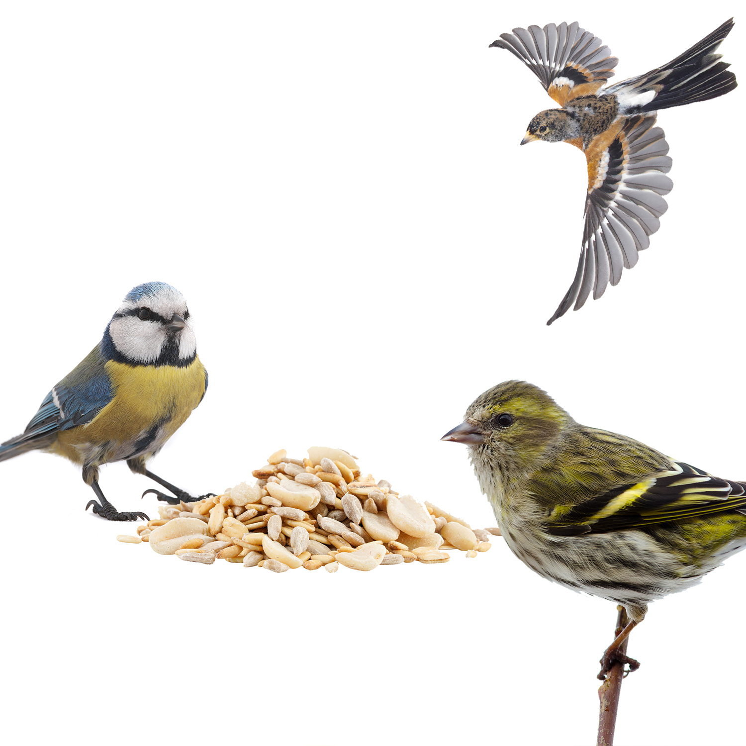 Drei Vögel und Streufutter
