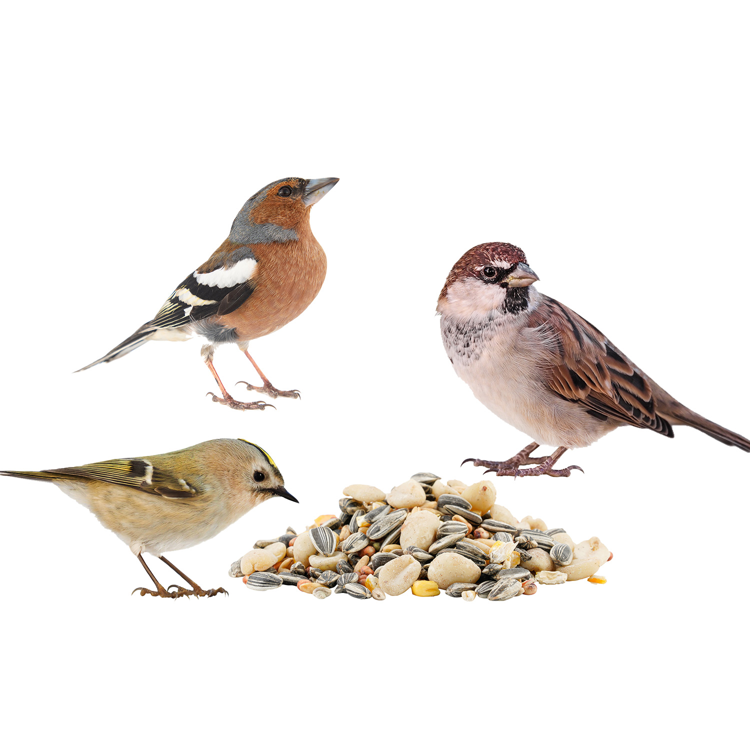 Drei Vögel und Wildvogelfutter