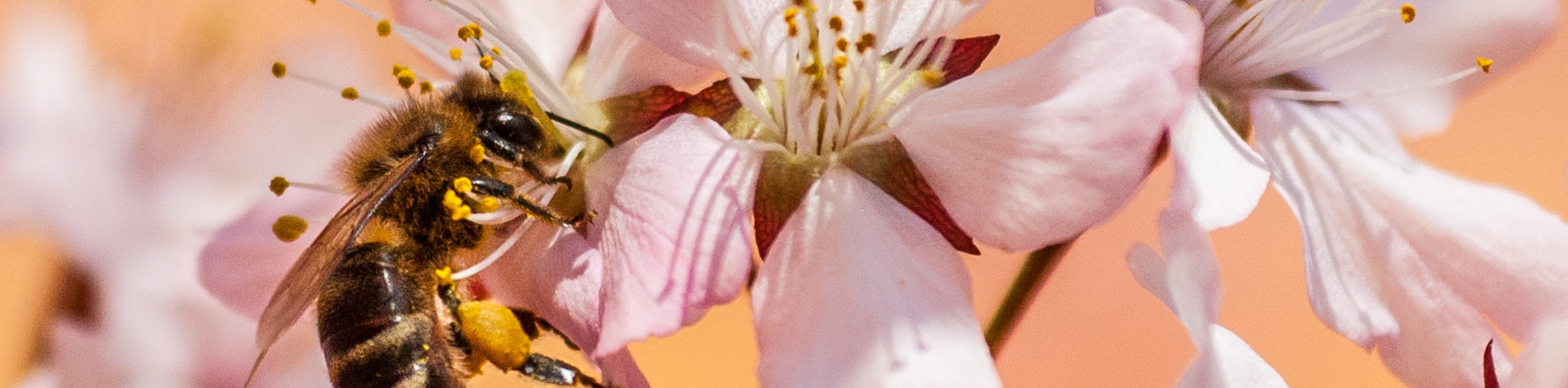 Eine Biene sammelt Nektar von rosa Kirschblüten, bedeckt mit Pollen, die die Bestäubung fördern.