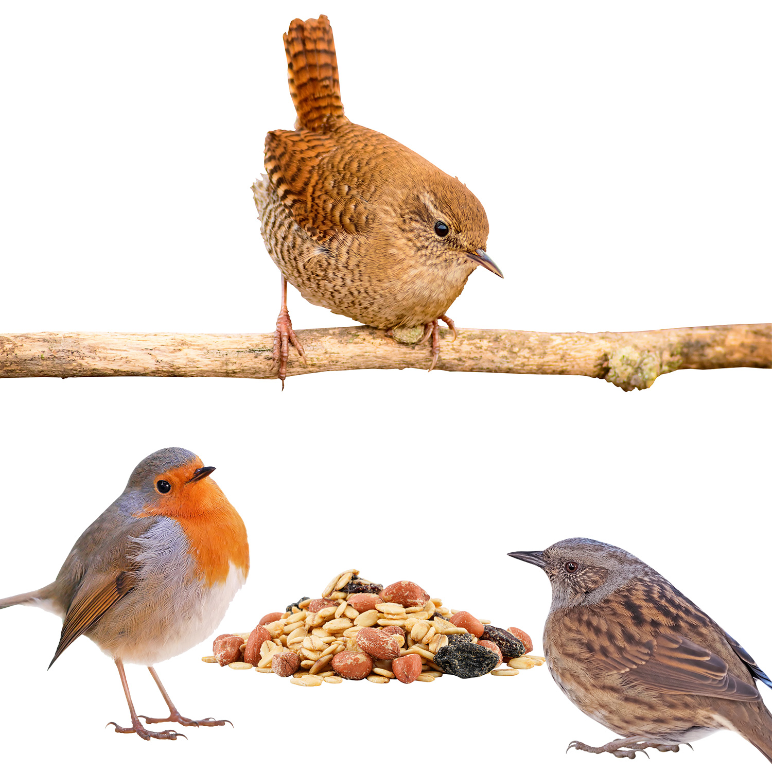 Drei Vögel und Fettfutter
