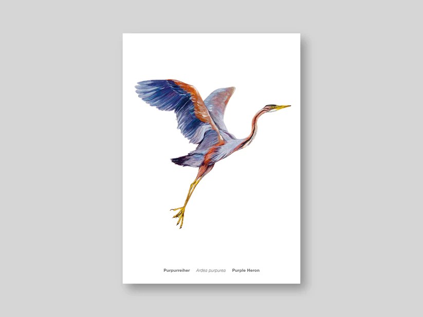 Postkarte Avichrom_purpur