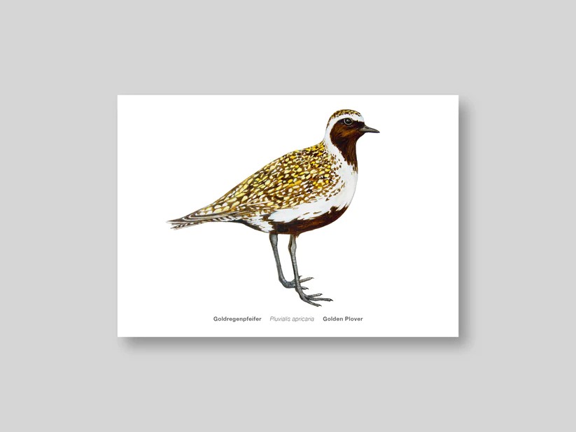 Postkarte Avichrom_gold